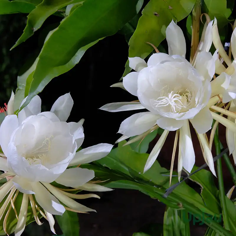 Brahma kamal
